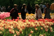 네델란드 꽃 축제(5월1일) 